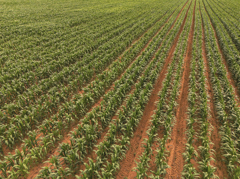 Aerial view of neat rows of green crops growing in reddish brown soil on a large farm in Bloemfontein Free State South Africa.