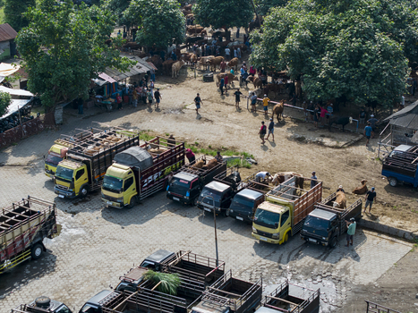 Kecamatan Prambanan Indonesia 04 May 2026 Aerial view of Animal Market Prambanan with cattle traders and parked trucks under the shade of large trees.