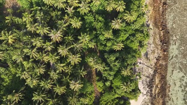 Aerial view of dense palm tree forest and rocky coastline Maldives. Aerial view of dense palm tree forest and rocky coastline Maldives.