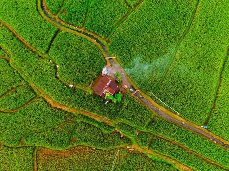 Aerial view of a small house nestled within vibrant green rice paddies and intricate irrigation channels in Taba Tembilang Arga Makmur Bengkulu Indonesia. Aerial view of a small house nestled within vibrant green rice paddies and intricate irrigation channels in Taba Tembilang Arga Makmur Bengkulu Indonesia.