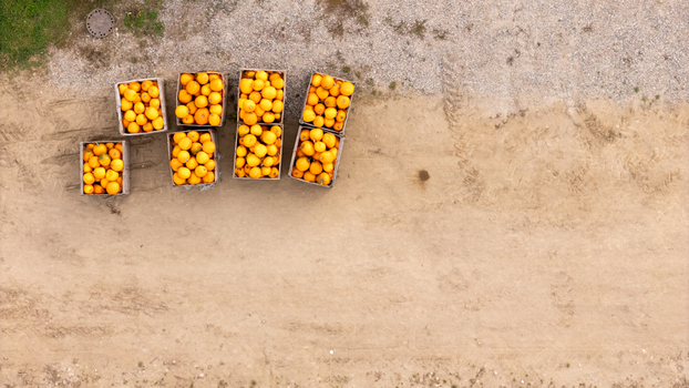 Aerial view of wooden crates filled with orange pumpkins arranged on a dirt field in Gdansk Poland. Aerial view of wooden crates filled with orange pumpkins arranged on a dirt field in Gdansk Poland.