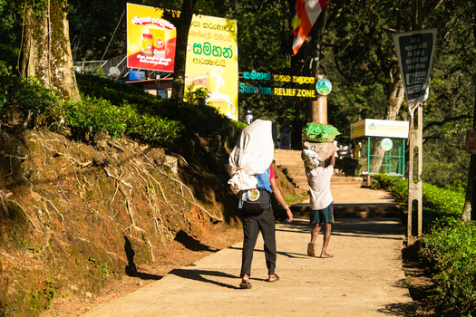 Ratnapura Sri Lanka 23 February 2026 View of porters carrying heavy sacks on their backs and heads along the trail to Adam s Peak surrounded by lush tea bushes and tropical trees.