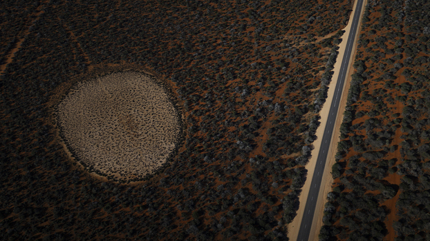 Aerial view of a straight asphalt road cutting through the arid red earth and shrubland of the outback with a distinct circular patch of vegetation in Perth Western Australia Australia.
