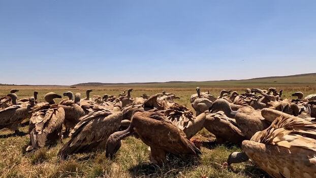 View of a large group of vultures on dry grass South Africa. View of a large group of vultures on dry grass South Africa.