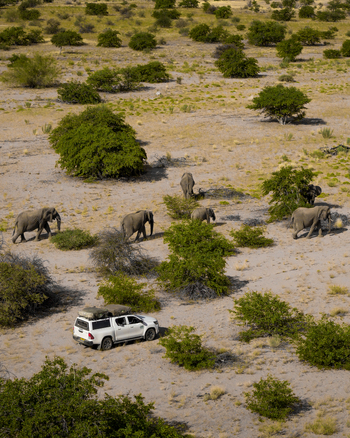 Aerial view of elephants roaming amidst sparse vegetation a white safari vehicle nearby under the vast African sky Uis Erongo Region Namibia.