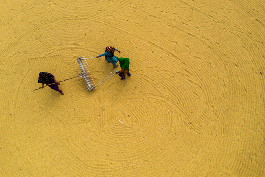 Brahmanbaria Chittagong Division Bangladesh 15 August 2021 Aerial view of workers using rakes to spread and dry harvested paddy on a large circular ground.