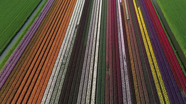 Aerial view of colorful flower fields Netherlands.