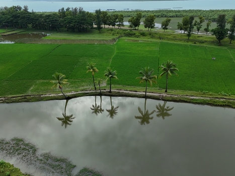 Aerial view of Khurushkul with lush green rice fields and palm trees reflected in a calm pond in Cox s Bazar Chittagong Division Bangladesh. Aerial view of Khurushkul with lush green rice fields and palm trees reflected in a calm pond in Cox s Bazar Chittagong Division Bangladesh.