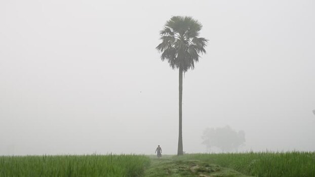 View of a lone palm tree in a foggy field Bangladesh. View of a lone palm tree in a foggy field Bangladesh.