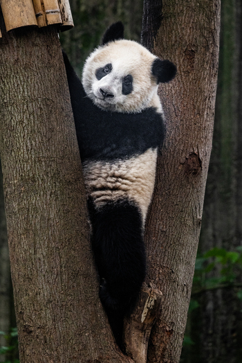 View of a giant panda climbing a tree at the Chengdu Research Base of Giant Panda Breeding in Chengdu Sichuan China. View of a giant panda climbing a tree at the Chengdu Research Base of Giant Panda Breeding in Chengdu Sichuan China.
