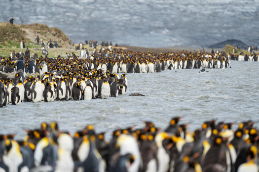 View of a massive colony of King Penguins gathered along the shoreline at Saint Andrew s Bay South Georgia and the South Sandwich Islands.