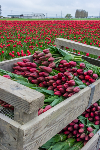 View of wooden crates filled with freshly harvested red tulips in a vast agricultural field in La Conner Washington United States.