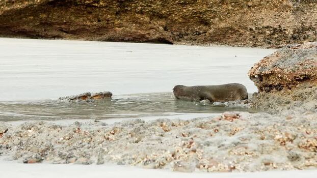 View of a fur seal on a sandy beach New Zealand. View of a fur seal on a sandy beach New Zealand.