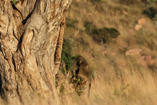 View of a baboon sitting by a large textured tree trunk in the golden light of the African savannah at Welgevonden Game Reserve in Waterberg District Municipality Limpopo South Africa. View of a baboon sitting by a large textured tree trunk in the golden light of the African savannah at Welgevonden Game Reserve in Waterberg District Municipality Limpopo South Africa.