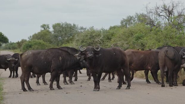 View of Cape buffalo herd in Kruger National Park South Africa.