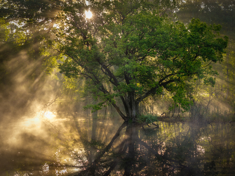 Aerial view of the Venekotensee lake with a majestic tree reflected in the misty water as sunbeams pierce through the foliage Niederkruchten Nordrhein Westfalen Germany. Aerial view of the Venekotensee lake with a majestic tree reflected in the misty water as sunbeams pierce through the foliage Niederkruchten Nordrhein Westfalen Germany.