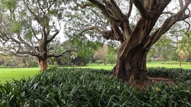 View of gnarled trees in Royal Botanic Garden Sydney Australia.