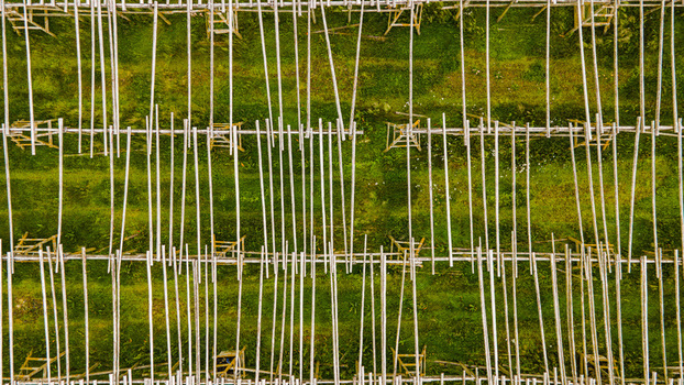 Aerial view of a traditional fish drying facility with wooden racks arranged in rows over a vibrant green field in Hafnarfjordur Hafnarfjardarkaupstadur Iceland. Aerial view of a traditional fish drying facility with wooden racks arranged in rows over a vibrant green field in Hafnarfjordur Hafnarfjardarkaupstadur Iceland.