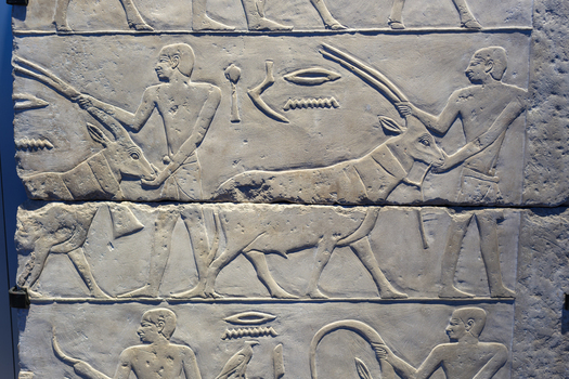 Giza Egypt 16 May 2026 View of ancient Egyptian stone relief at the Grand Egyptian Museum depicting men leading horned animals and hieroglyphic inscriptions.