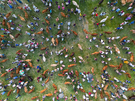 Akkelpur Upazila Bangladesh 20 May 2026 Aerial view of a crowded cattle market with people and livestock gathered in a green field. Akkelpur Upazila Bangladesh 20 May 2026 Aerial view of a crowded cattle market with people and livestock gathered in a green field.