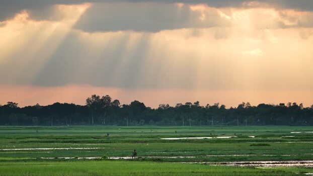 View of rural rice fields with sunbeams at sunset Bangladesh. View of rural rice fields with sunbeams at sunset Bangladesh.
