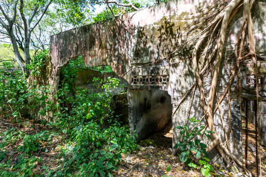 View of the ruins of Armero destroyed by the Nevado del Ruiz volcanic eruption with overgrown vegetation and tree roots clinging to crumbling concrete walls in Armero Tolima Colombia.