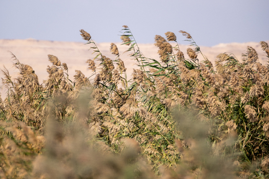 AAB_A440516 AAB_A440516