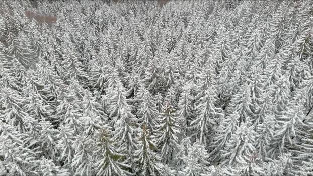 Aerial view of snow covered coniferous forest Romania. Aerial view of snow covered coniferous forest Romania.