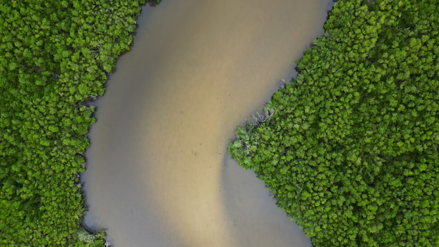 Aerial view of a winding river flowing through dense green mangrove forests in Clearwater Florida United States.