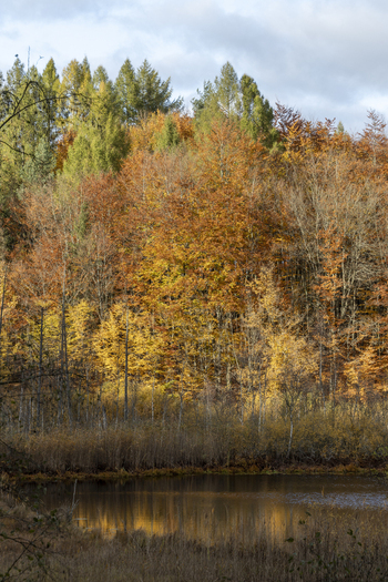 View of a vibrant beech forest in autumn colors reflecting in a calm pond under a cloudy sky in Krakow Lesser Poland Voivode Poland. View of a vibrant beech forest in autumn colors reflecting in a calm pond under a cloudy sky in Krakow Lesser Poland Voivode Poland.