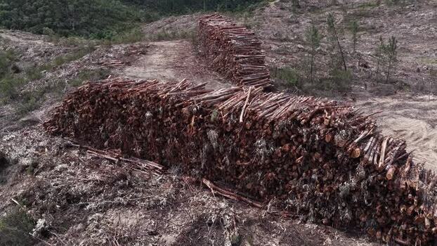 Aerial view of stacked logs in a cleared forest area Portugal. Aerial view of stacked logs in a cleared forest area Portugal.