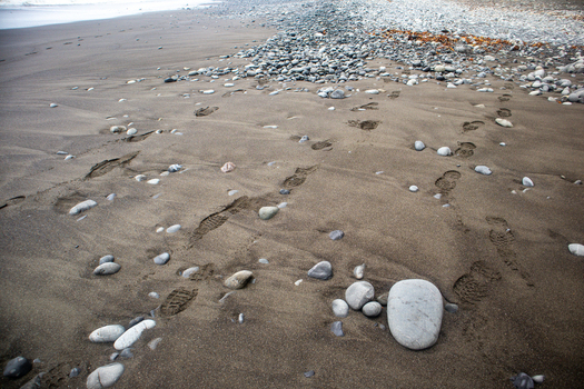 View of footprints in the dark sand and scattered smooth pebbles along the rugged shoreline of the Lost Coast Humboldt County California United States.