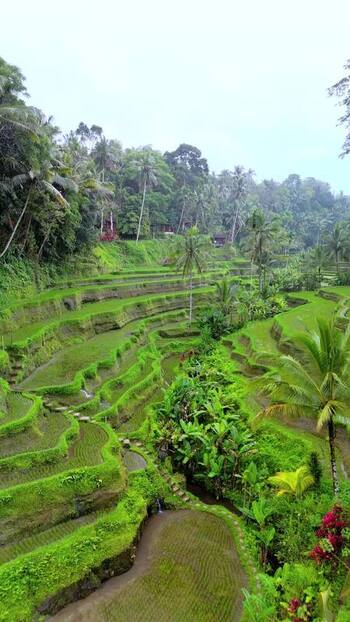 Aerial view of Tegallalang Rice Terrace in Bali Indonesia. Aerial view of Tegallalang Rice Terrace in Bali Indonesia.