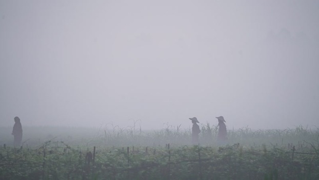View of farmers in a misty field with traditional hats Bangladesh. View of farmers in a misty field with traditional hats Bangladesh.