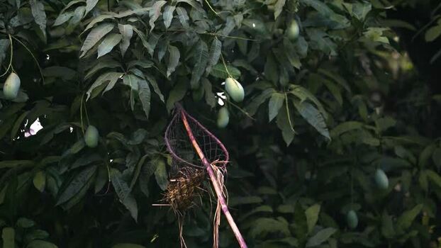 View of green mangoes hanging on a tree Bangladesh. View of green mangoes hanging on a tree Bangladesh.