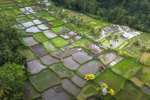 Aerial view of Mancingan Rice Terrace Bali with flooded paddies and palm trees in Tampaksiring Bali Indonesia. Aerial view of Mancingan Rice Terrace Bali with flooded paddies and palm trees in Tampaksiring Bali Indonesia.