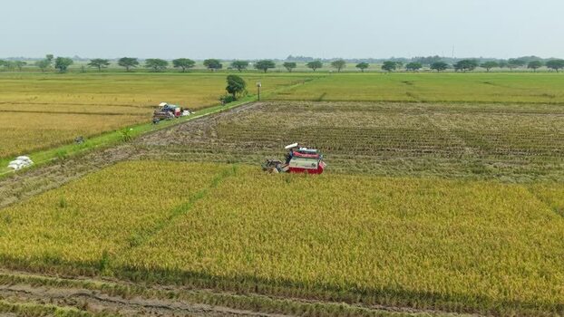Aerial view of combine harvesters Indonesia.