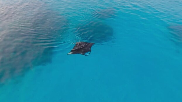 Aerial view of manta rays in the ocean Maldives. Aerial view of manta rays in the ocean Maldives.