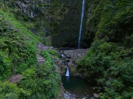Aerial view of a waterfall cascading down a rocky cliff into a small pool surrounded by lush green ferns and dense vegetation in Madeira. Aerial view of a waterfall cascading down a rocky cliff into a small pool surrounded by lush green ferns and dense vegetation in Madeira.