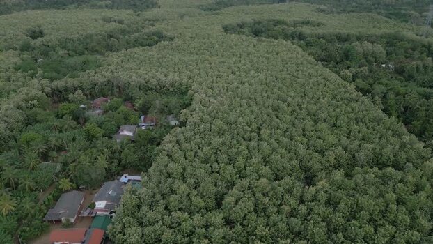 Aerial view of lush forest plantation near Colombo Sri Lanka.