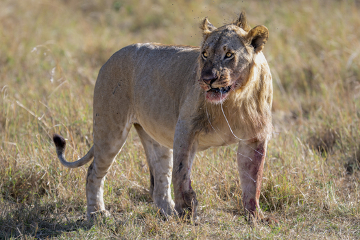 View of a lion standing in the savanna with blood on its face and legs after a hunt surrounded by dry grass Kenya.