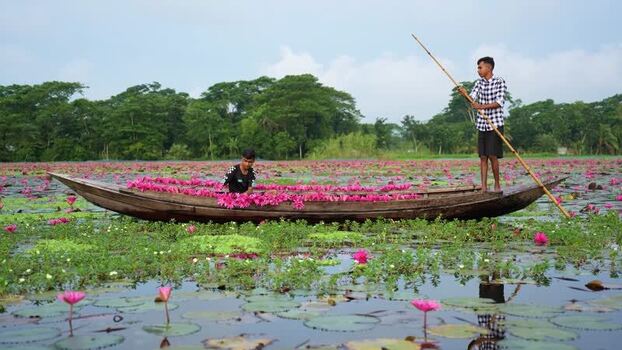 View of men harvesting pink water lilies in a boat Bangladesh. View of men harvesting pink water lilies in a boat Bangladesh.