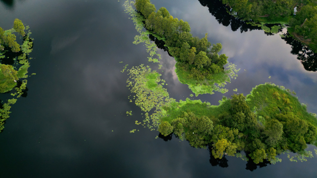 Aerial view of a serene lake featuring lush tree covered islands patches of vibrant green lily pads and dark water reflecting the cloudy sky in Tampa Florida United States. Aerial view of a serene lake featuring lush tree covered islands patches of vibrant green lily pads and dark water reflecting the cloudy sky in Tampa Florida United States.