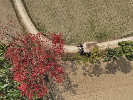 Aerial view of a vibrant red flowering tree beside a dirt path in agricultural fields with a bullock cart in Kushtia District Khulna Division Bangladesh. Aerial view of a vibrant red flowering tree beside a dirt path in agricultural fields with a bullock cart in Kushtia District Khulna Division Bangladesh.