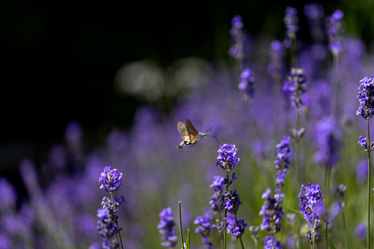 View of a hummingbird hawk moth hovering and feeding on vibrant purple lavender flowers in a sunny garden in Wittenheim Grand Est France.