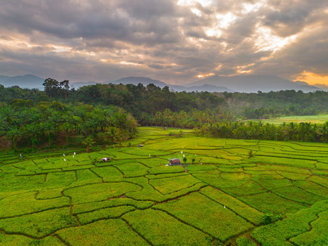 Aerial view of Taba Tembilang rice terraces surrounded by lush tropical trees and distant mountains under a dramatic sunset sky in Arga Makmur Bengkulu Indonesia. Aerial view of Taba Tembilang rice terraces surrounded by lush tropical trees and distant mountains under a dramatic sunset sky in Arga Makmur Bengkulu Indonesia.