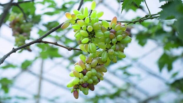 View of green grapes hanging on a vine in Bogura Bangladesh. View of green grapes hanging on a vine in Bogura Bangladesh.