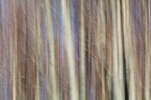 View of blurred vertical lines of trees create an abstract forest scene with earthy tones near Passo del Lagastrello Comano Tuscany Italy. View of blurred vertical lines of trees create an abstract forest scene with earthy tones near Passo del Lagastrello Comano Tuscany Italy.