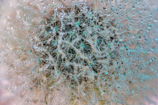 View of a dandelion seed head covered in sparkling morning dew drops with soft turquoise highlights Wittenheim Grand Est France.