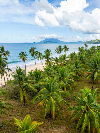 Aerial view of Nagtulay Beach featuring a dense palm grove along the white sand shoreline and turquoise waters with a distant mountain peak in San Vicente Mimaropa Philippines.